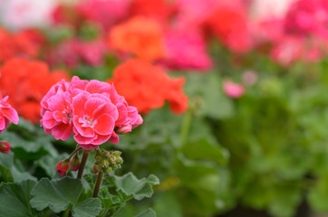 Garden Geranium Pink Flowers Closeup.