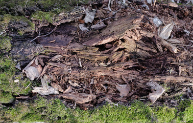 old rotten decayed tree overgrown with moss