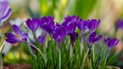 Violet crocuses in greenhouse. Close up photography with shallow depth of field