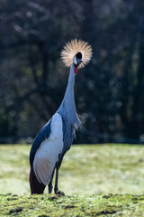 Fototapeta premium Grey Crowned Crane, Balearica regulorum, beautiful bird, backlight