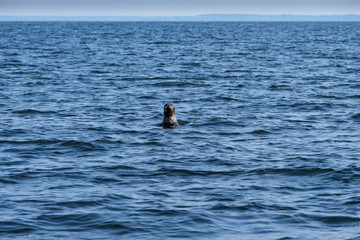 Fototapeta premium Gray seals swimming in blue Baltic Sea, Malusi, Estonia, Europe