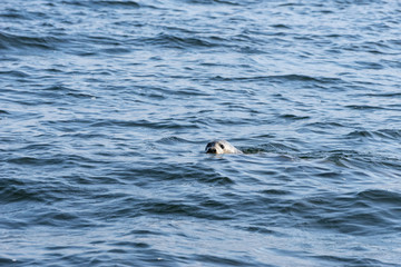 Gray seals swimming in blue Baltic Sea, Malusi, Estonia, Europe
