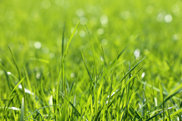 Young green grass in sunlight, selective focus. Fresh spring nature background, sunny meadow texture