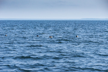 Fototapeta premium Gray seals swimming in blue Baltic Sea, Malusi, Estonia, Europe