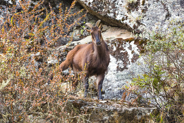 Mountain goat on the rocks