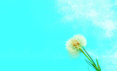 Creative blue background with white dandelions inflorescence. Concept for festive background or for project.Close-up