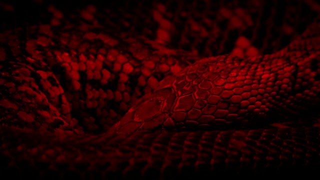 Snake Coiled Up Under Heat Lamp
