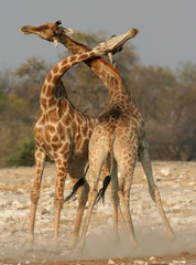 Giraffe mating ritual in Etosha Nature reserve in Namibia