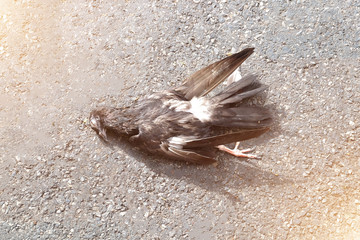 sea shell on the beach