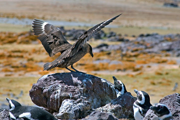 Große Raubmöweauf der Isla Pingüino bei Puerto Deseado, Patagonien, Argentinien
