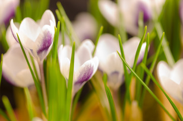 Crocuses closeup macrophotography with shallow depth of field