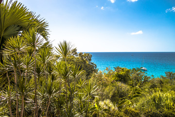 Fototapeta na wymiar Palm trees in front of Caribbean Sea