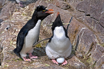 Fototapeta premium Felsenpinguine auf der Isla Pingüino bei Puerto Deseado, Patagonien, Argentinien
