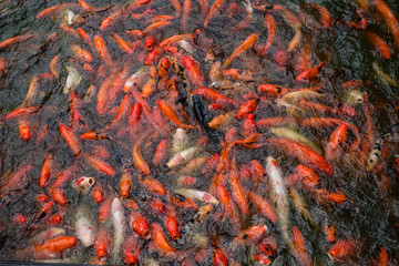 School of fish of red koi carp