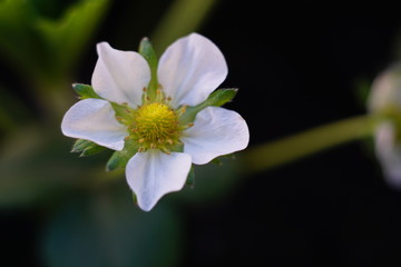 Flor de la Margarita