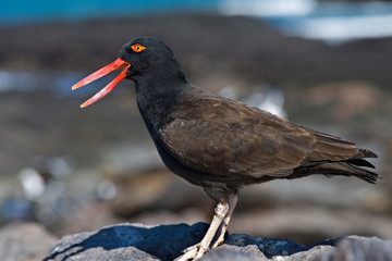 Austernfischer auf der Isla Pinguino, Patagonien, Argentinien