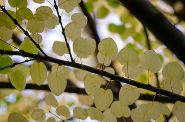 white leaves on a branch