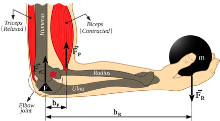 Lever, biceps-elbow-forearm mechanical system. Forearm movement with load in the hand. Illustration with pastel colors on a white background. Third Class Lever. This is useful for brochures,ebook,etc.