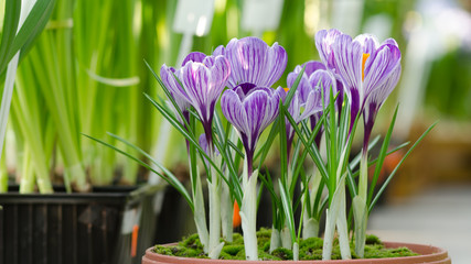 Garden flower pot with spring crocuses in greenhouse