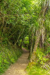 Hiking trail through the forest around Karangahake Gorge, New Zeland