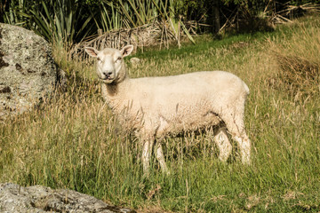 Naklejka na ściany i meble Sheep in grass at Mount Maunganui, New Zealand
