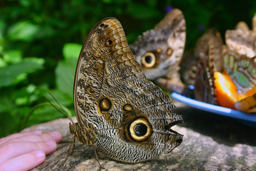Giant Owl Butterfly sitting near hand