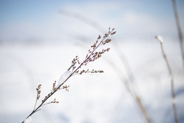 Feiner Zweig im Winter, Makro