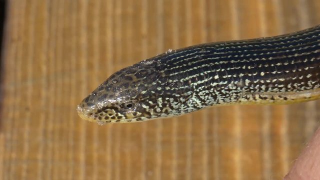 Close up of an eastern glass lizard's head