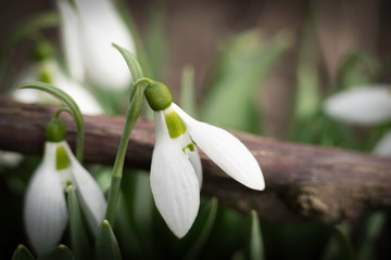 Obraz premium first springtime's snowdrops in the garden, macro, close up