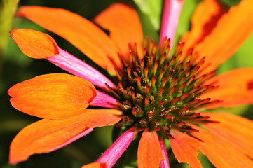 Orange Skipper (Echinacea purpurea) is a North American species of flowering plant in the sunflower family. Orange flower in the garden.