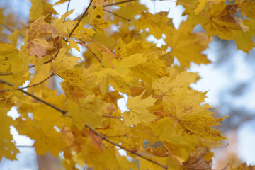 autumn yellow maple leaves