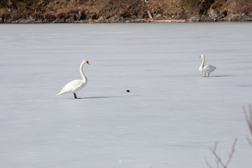 Schwäne auf gefrorenem See