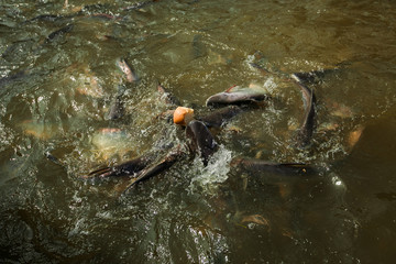 a large school of fish eats bread