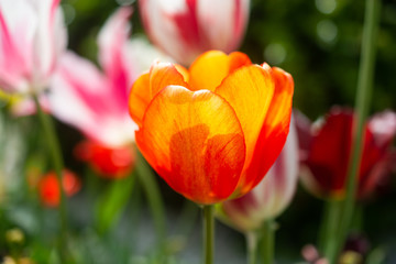 Fototapety na wymiar - Fototapeta24.pl