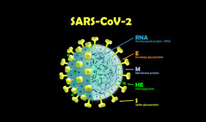 SARS-CoV-2  Coronavirus