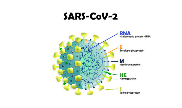 SARS-CoV-2  Coronavirus