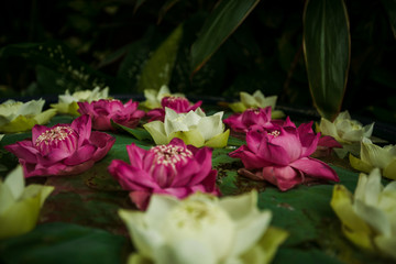 lilies in the city pond