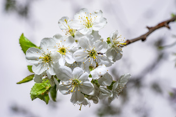 Apple tree blossoms in spring. bright pink flowers. Lot of bloom in the branch, natural environment background.