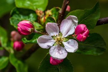 Apple tree blossoms in spring. bright pink flowers. Lot of bloom in the branch, natural environment background.