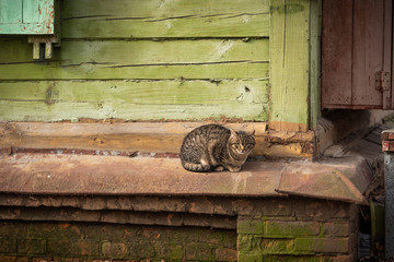 Village cat sits on the basement of a wooden house
