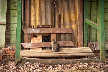 Fototapeta na wymiar Street cat sits on the porch of a boarded up, abandoned village house.