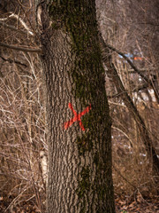 Red cross painted on a tree trunk - mark on a tree for cutting