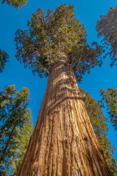 Giant Sequoia Tree from below with clear sky © Florian Graf