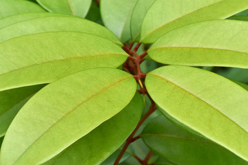 Light-green waxy leaves - new growth of a thriving subtropical tree sapling - flourishing healthily following recent high rainfall and warm temperatures; in rainforest on the east coast of Australia.