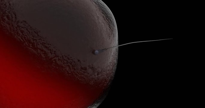 Single sperm cell penetrating the membrane of a human egg, moment of conception. 3D rendering on black background.