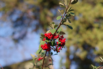 Baies rouges sur fond flou