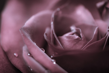a red rose flower with dew drops in close-up on a dark background. Rose petals close-up. Holiday greetings concept