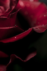 a red rose flower with dew drops in close-up on a dark background. Rose petals close-up. Holiday greetings concept