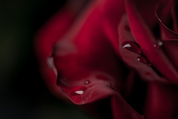 a red rose flower with dew drops in close-up on a dark background. Rose petals close-up. Holiday greetings concept