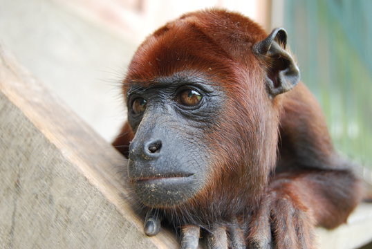 cara de mono aullador en centro de rescate amazonas